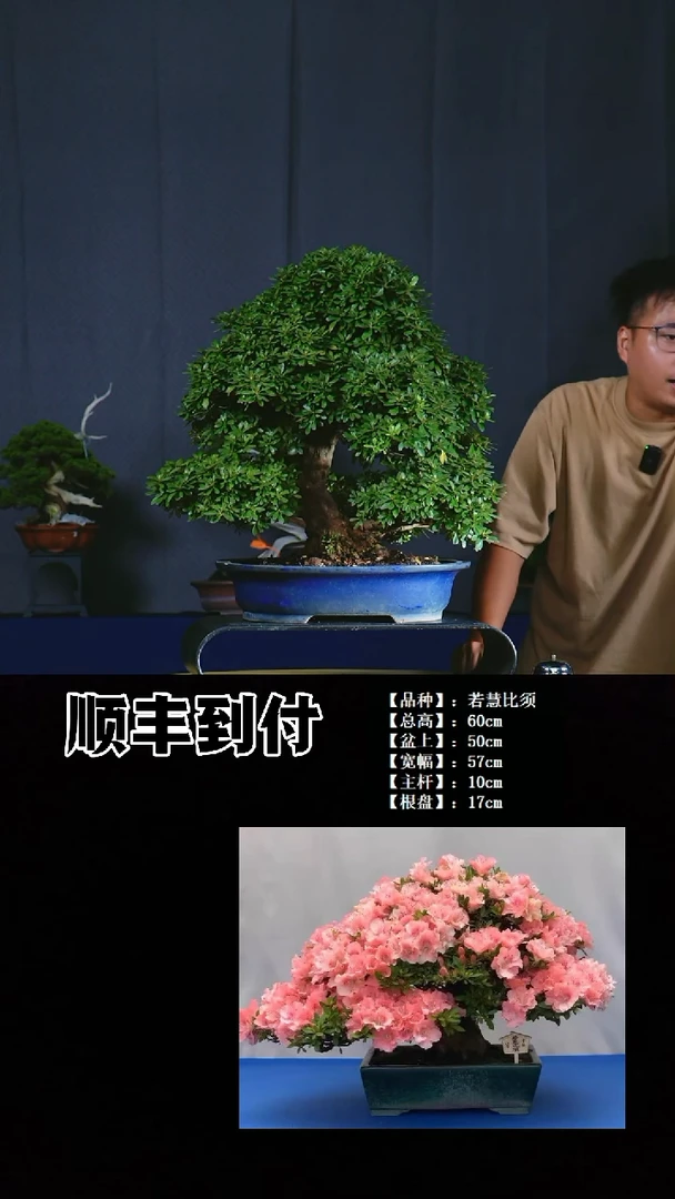 无花朵笨*b024若慧比须bubaoyou