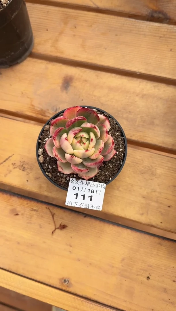 【闪购商品】0118-111弗朗明戈锦