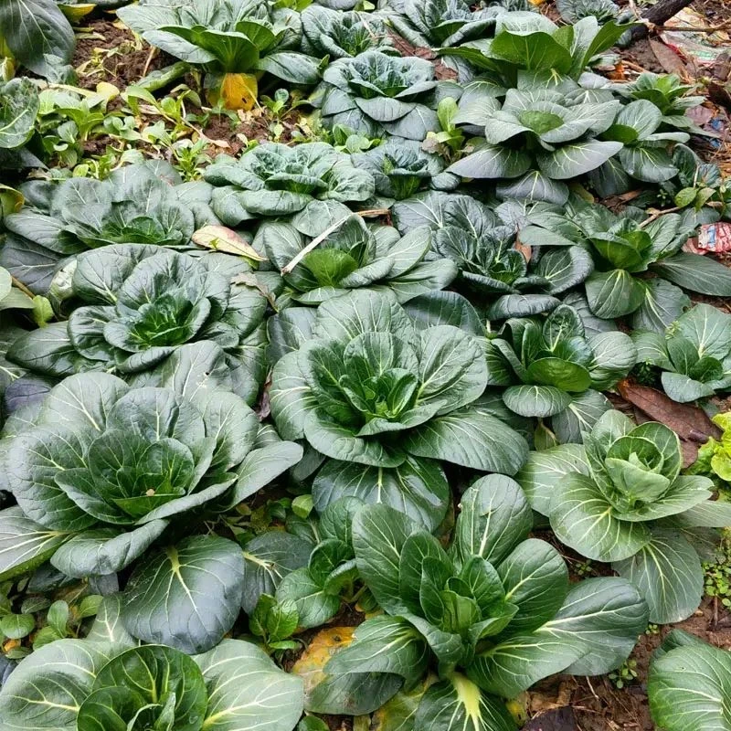 【今年新种】黑大头苏州青菜种子耐高温黑菜籽四季油菜小白菜蔬菜