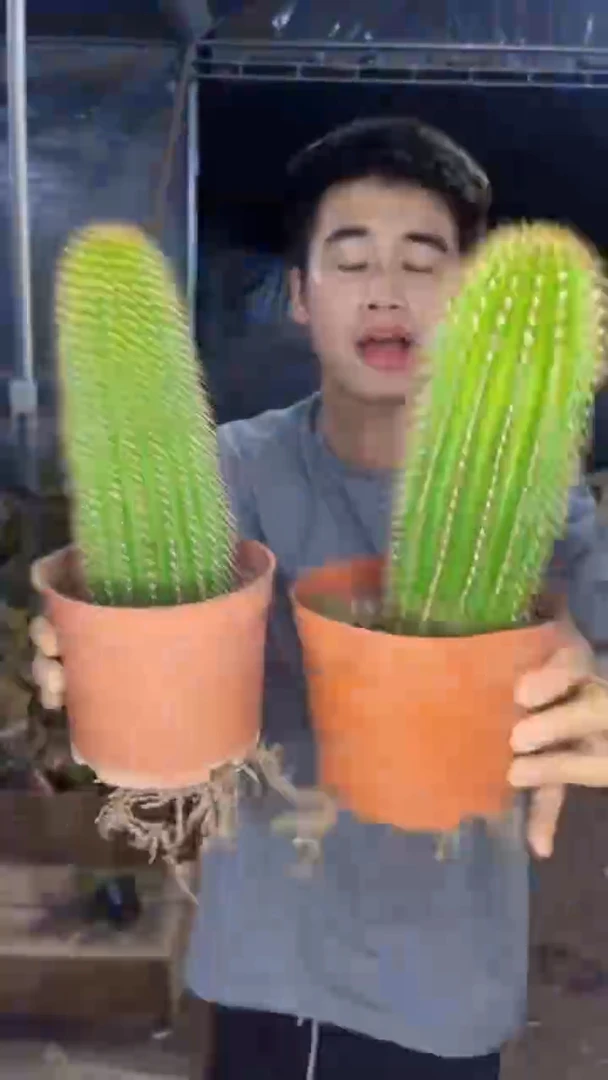 2颗 单头 大凤龙【带根】高13-16cm