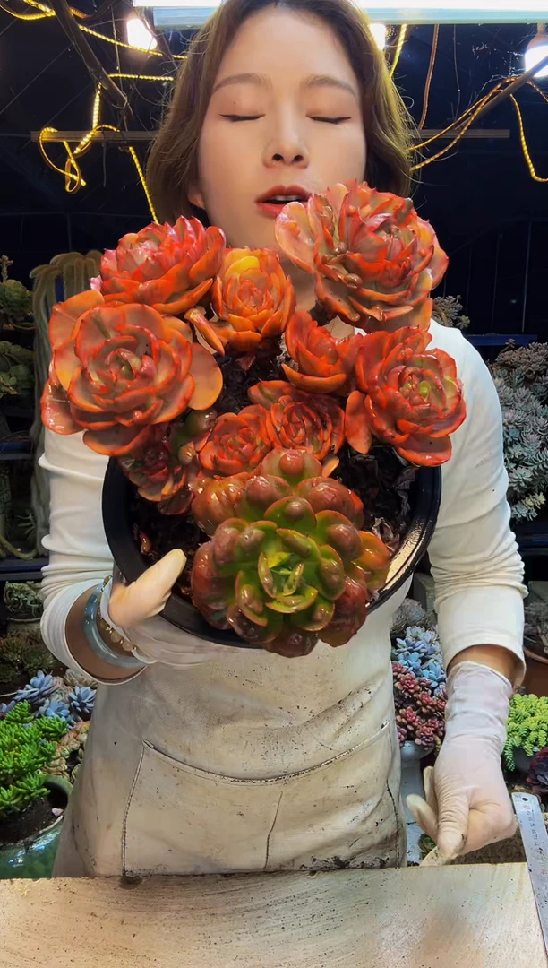 多头雨滴锦一物一拍脱土包邮