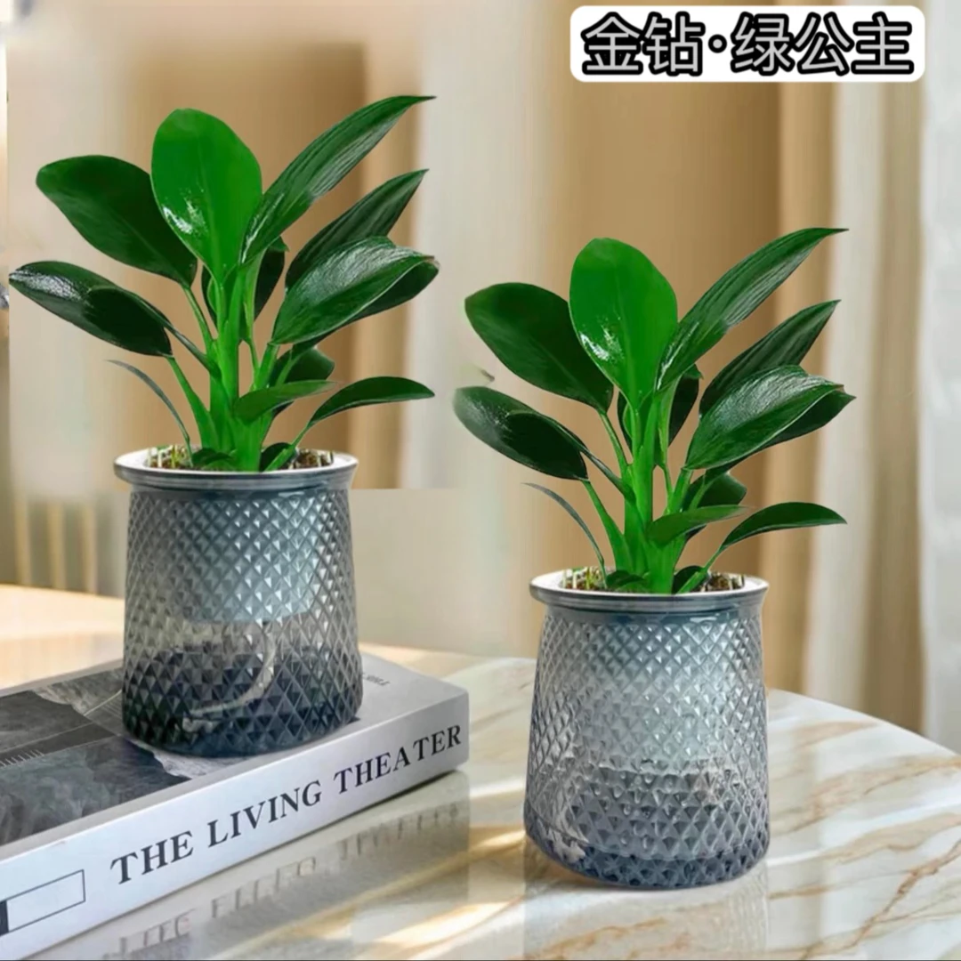 【谭姑娘】买一送一大叶金钻室内空气净化器好养活植物