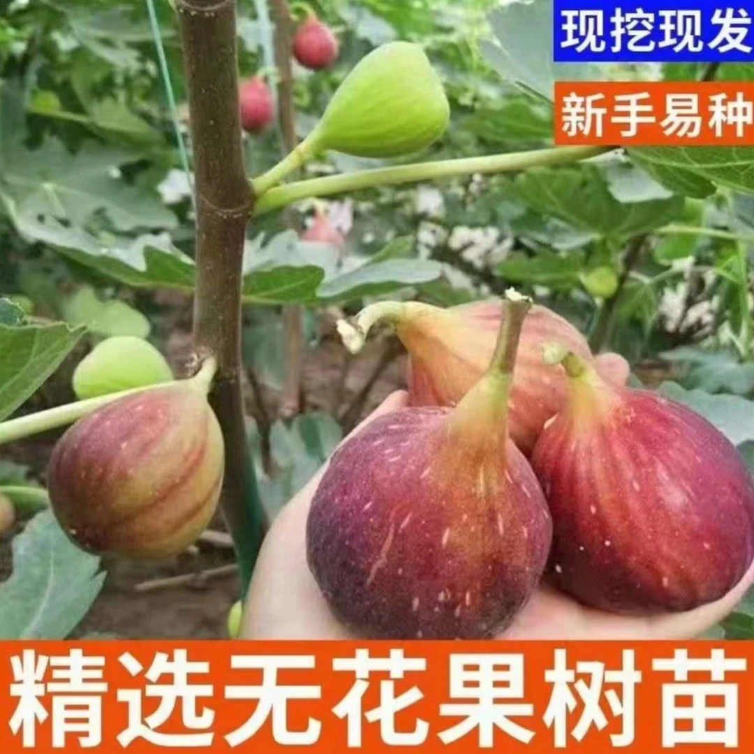 无花果树苗波姬红特大果带土带叶矮化盆栽四季南方北方当年结果苗