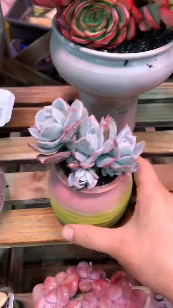 【闪购商品】096JJJ