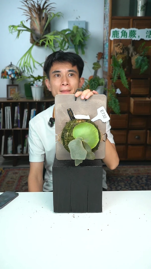 不开花植物E732-银狐