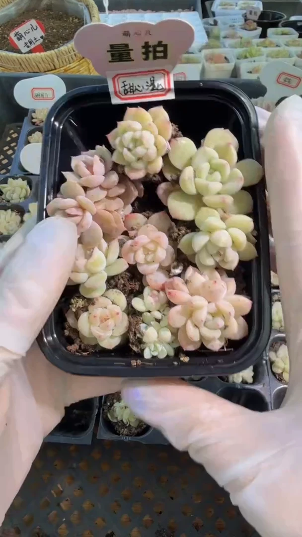 穴盘小苗混9颗量拍混发（不标注个体名）