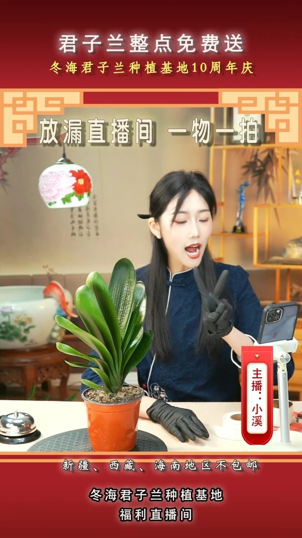 当前无花朵，栽培后可花朵用****4君子兰