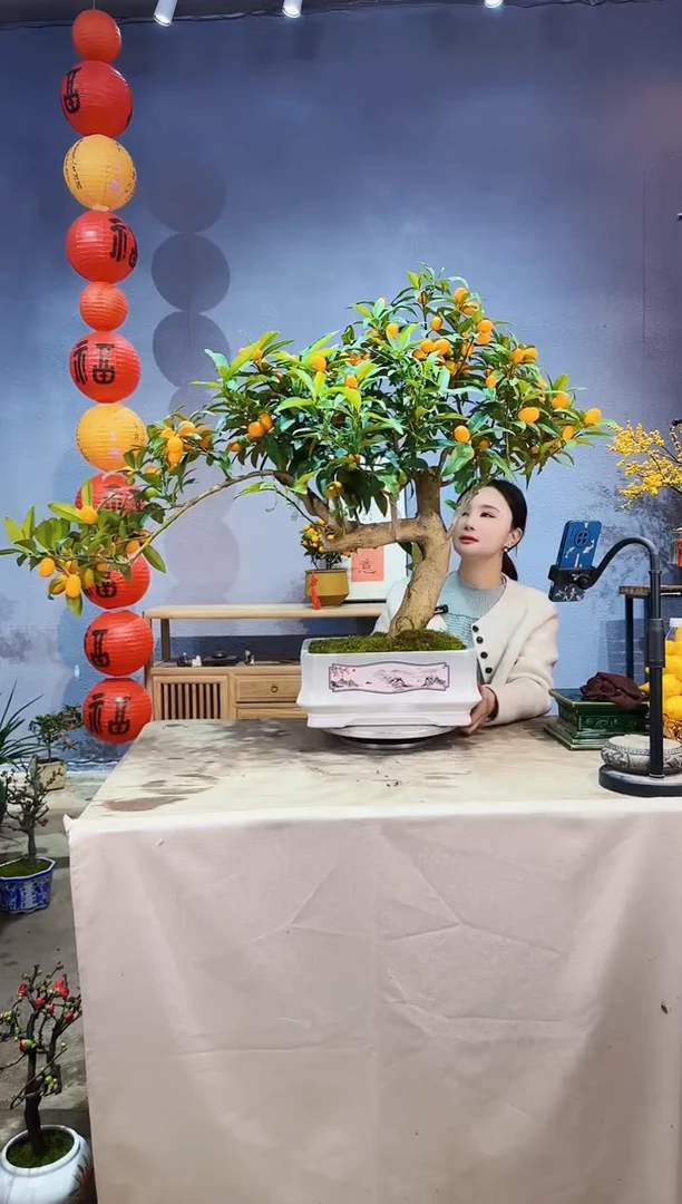 【闪购商品】盆景脆皮金桔