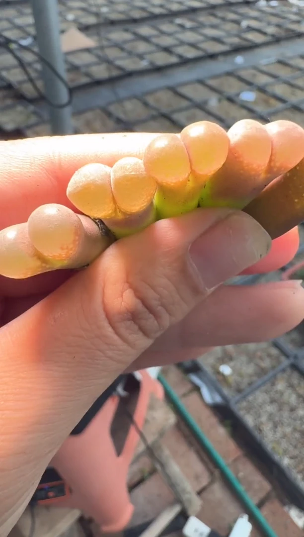 99多肉植物肉锥风铃一颗