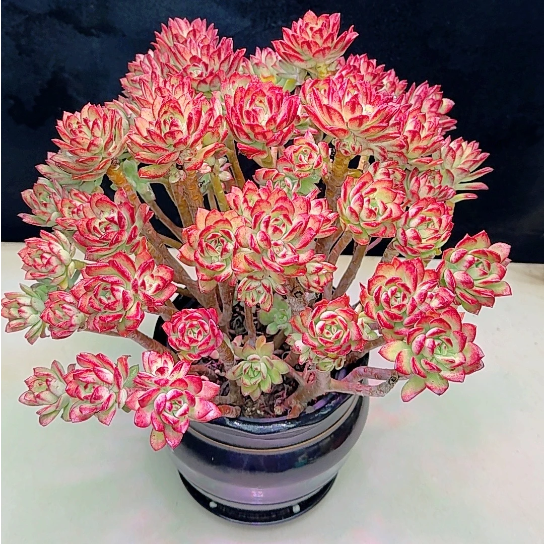 【超大沙漠红玫瑰】30头以上发货 六年老桩 四季长红耐寒 多肉植 物