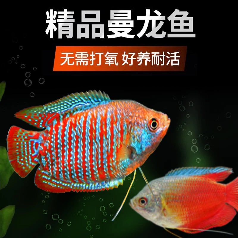 曼龙鱼淡水鱼苗观赏鱼好养耐活小鱼不打氧小型五彩丽丽鱼新手活鱼