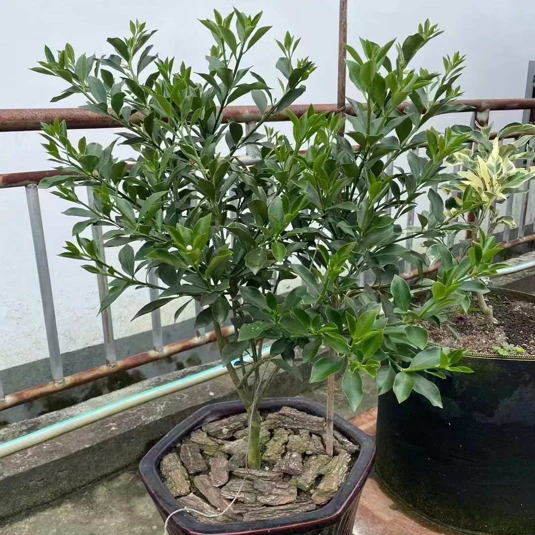 庭院绿植养护盆栽绿植保花保惊喜套餐