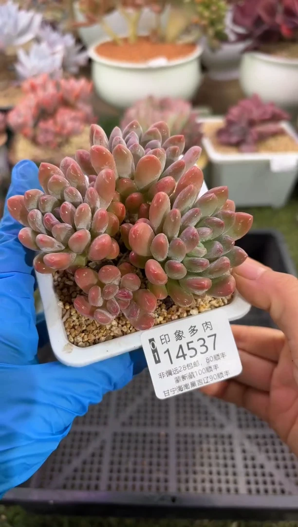 【闪购商品】14537