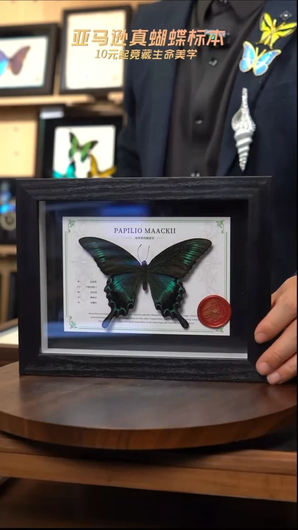 绿带翠凤蝶夏型8寸黑框国风版