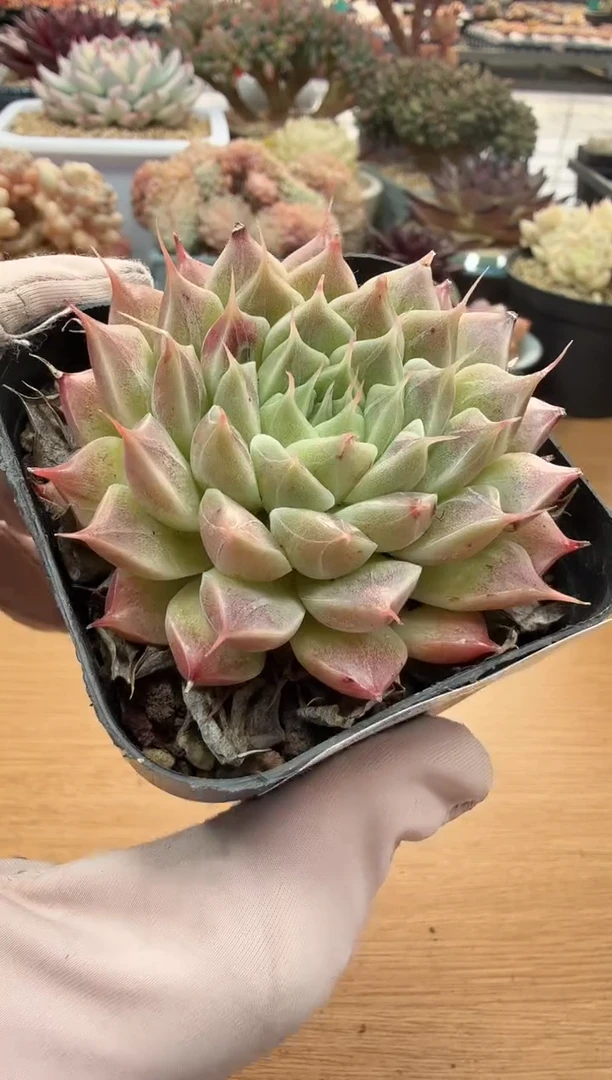 东云多肉园二店-86