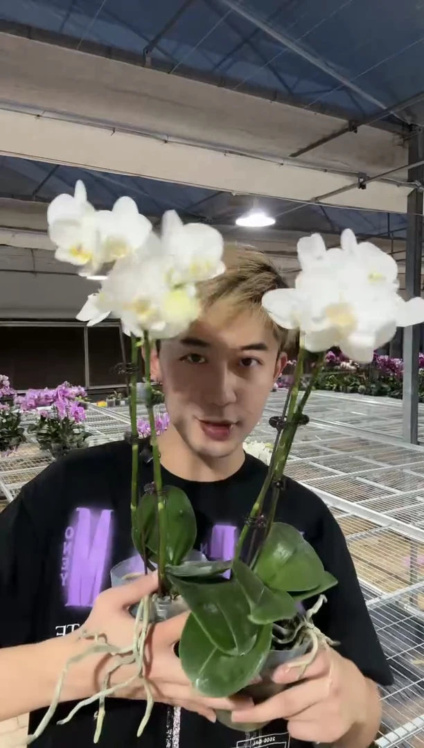 完全开放阿玛双剑2棵
