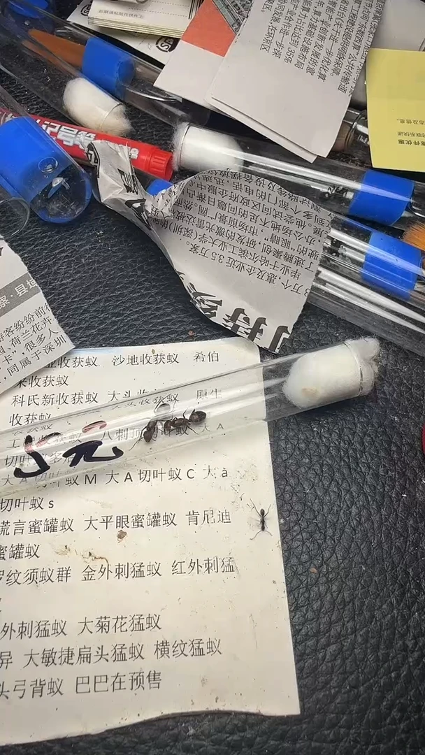 蚂蚁工坊5元尼克巴