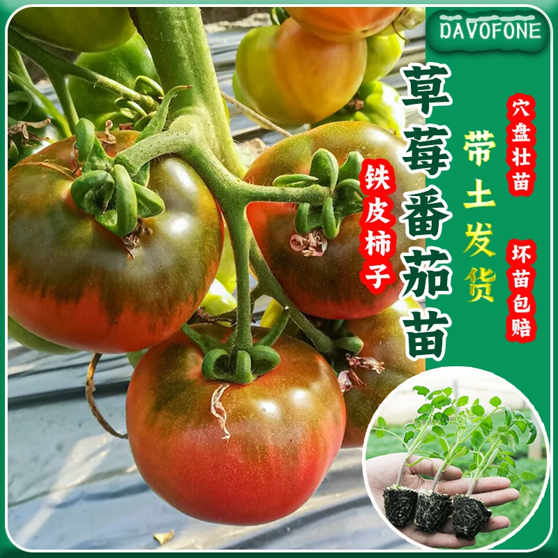 （拍2份发3份）草莓番茄苗 四季蔬菜高产优质种苗穴盘苗