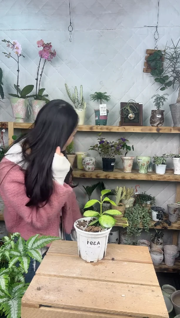 无花朵391南方内锦