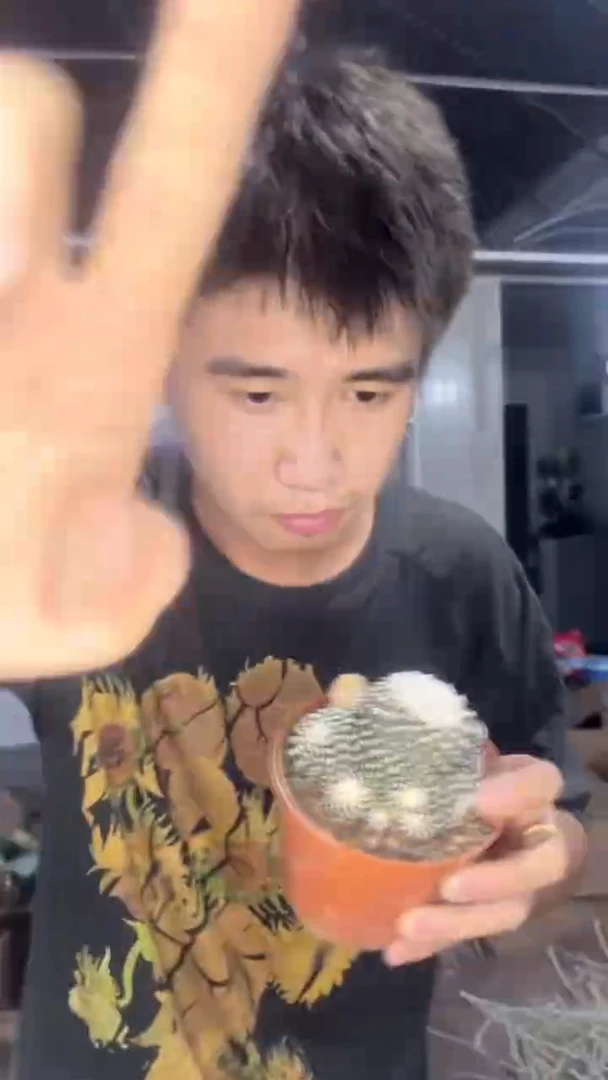 墨蝶    【实生根】