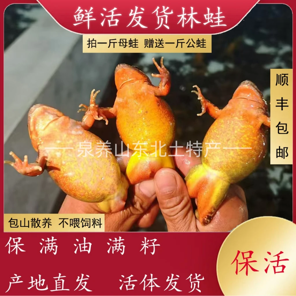 东北特产林蛙雪蛤满籽母蛙母豹子个保个满油满籽顺丰包邮发货