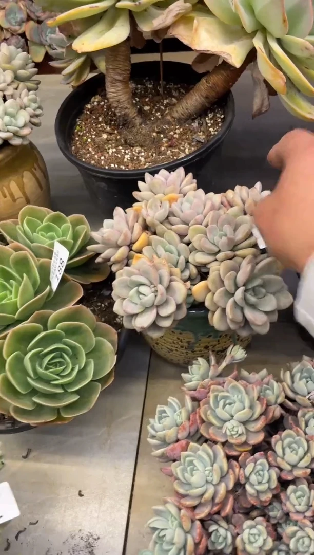 【闪购商品】193白鹭