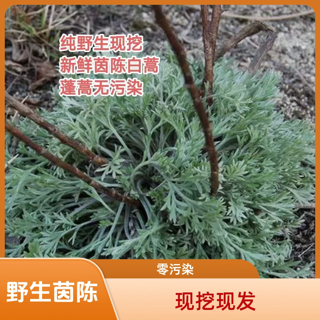 新鲜野生茵陈白蒿时令野菜现挖现发