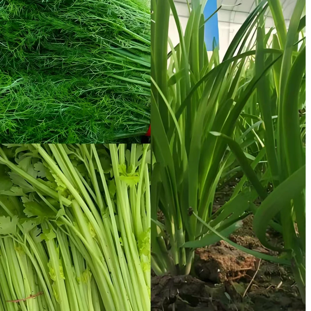 （饺子馅）组合韭菜+香芹+茴香组合 共三斤装  新鲜
