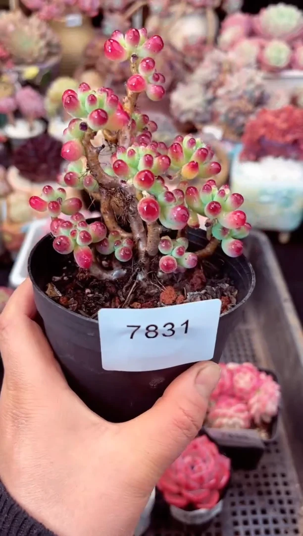 【闪购商品】7831乙女心多肉