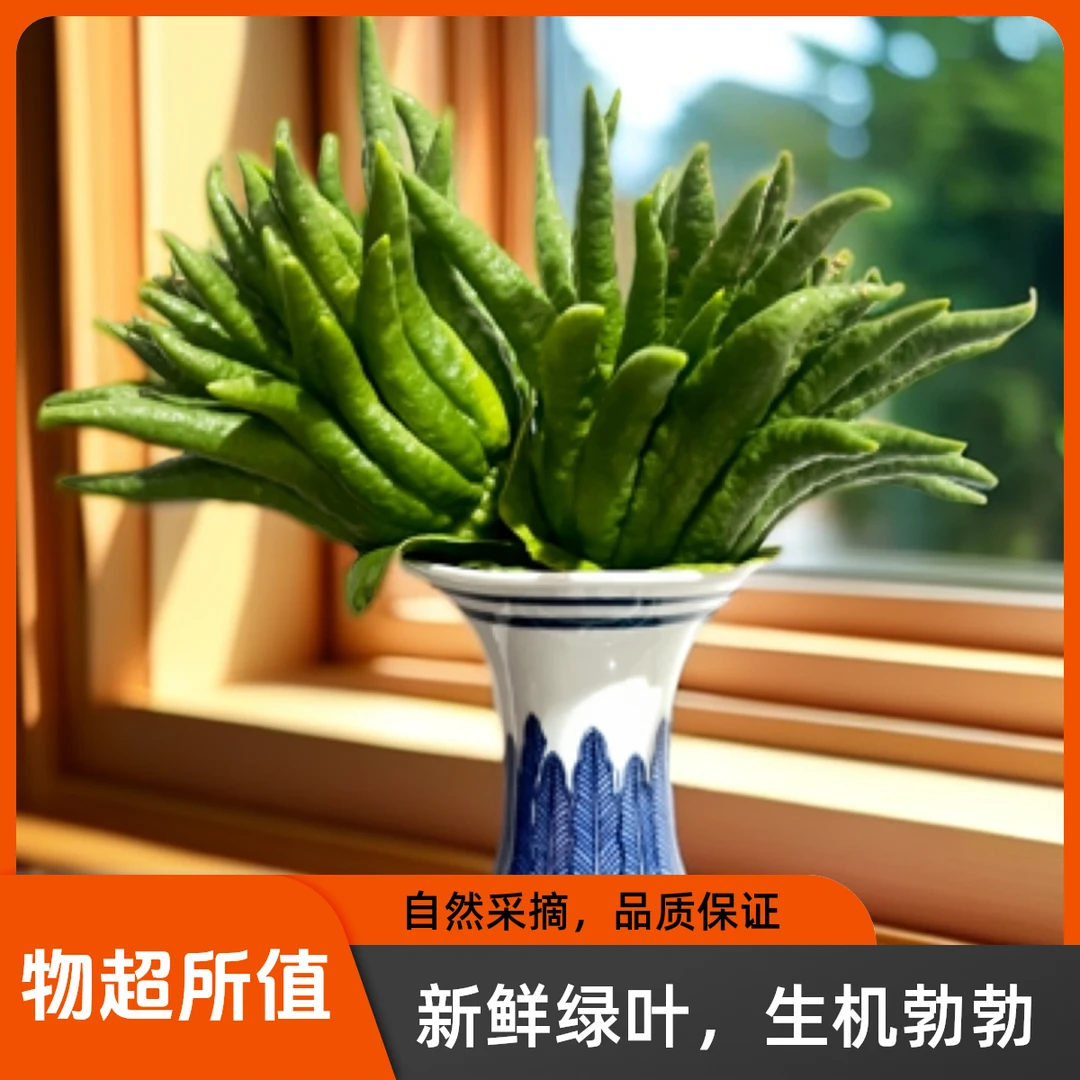 金华佛手柑可水培水养清供观赏闻香把玩#【#【金艺绿植馆】正在直播