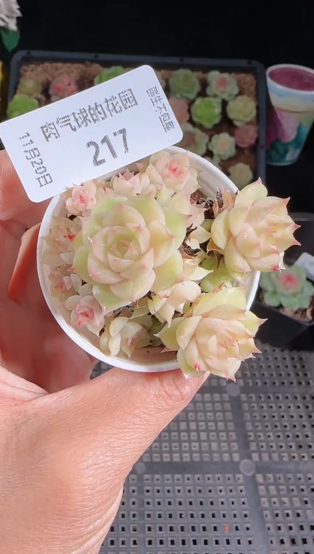 1120-217群生不包整