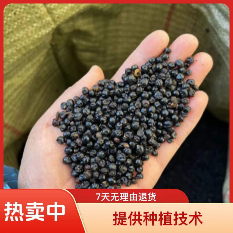 纯新射干种子大颗粒保证发芽率提供种植技术可育苗一公斤装