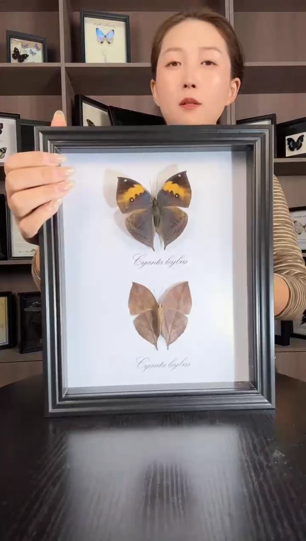 实木竖款枯叶蛱蝶（蝴蝶装饰画10寸框）