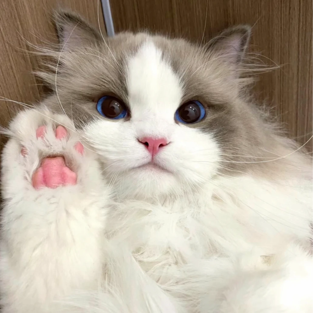 霞姐的喵定制相册（全款）