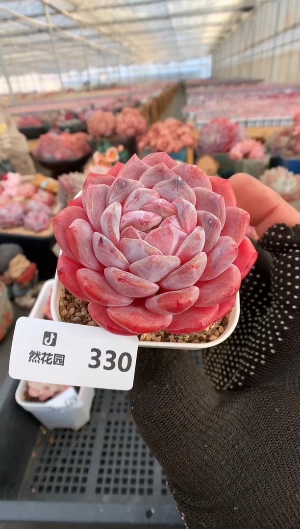 【闪购商品】330冰魄一物一拍