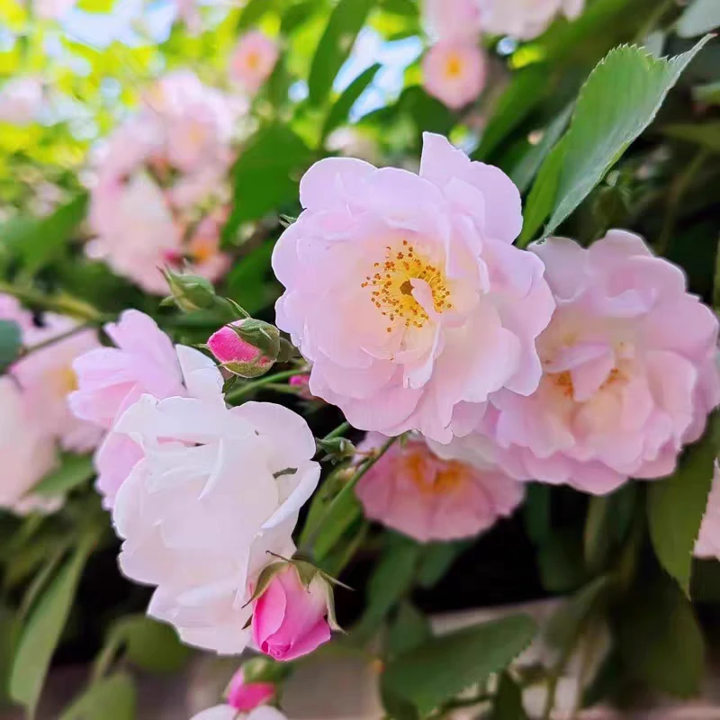 粉木香蔷薇花苗多花变色爬藤植物盆栽爬墙花卉