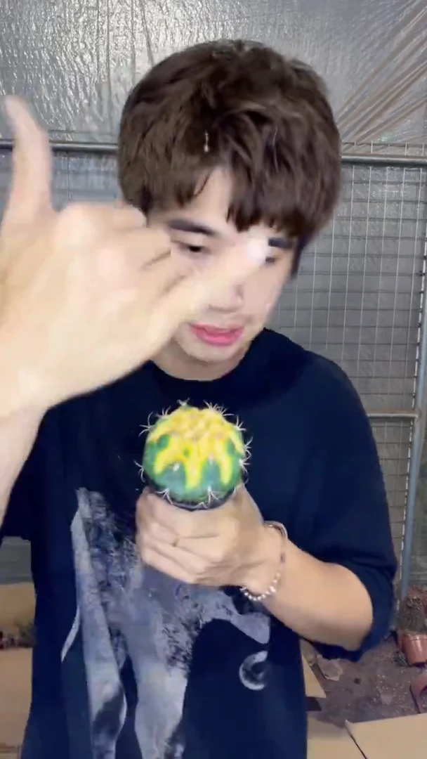 天紫玉 锦【带盆土】实生根