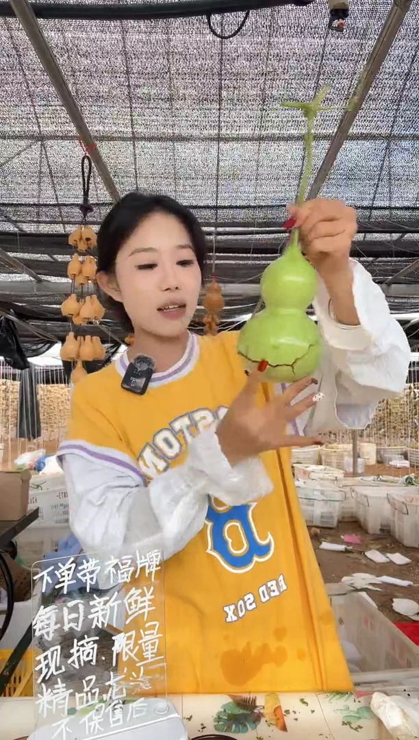 374天然葫芦摆件 一物一拍龙头不保售后