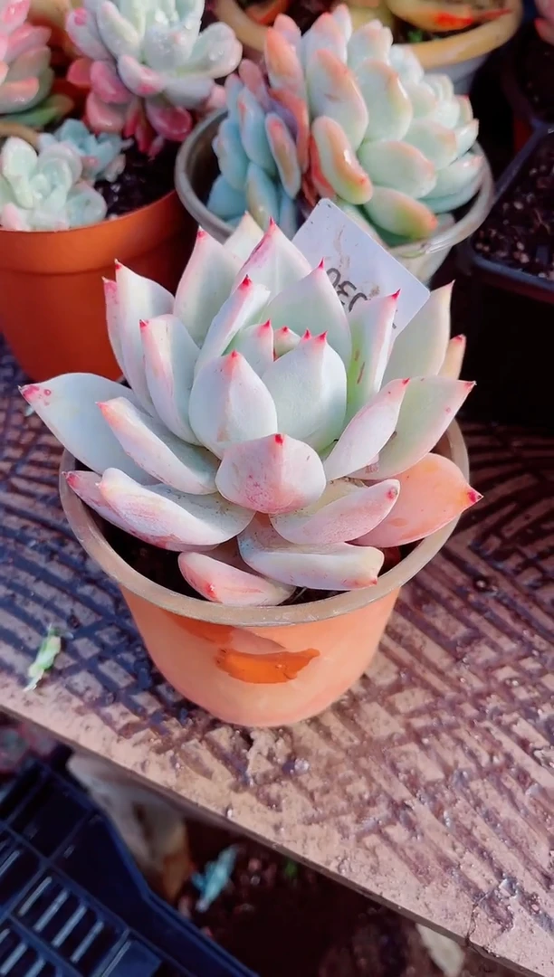 小****ˆ跃跃精品多肉30030