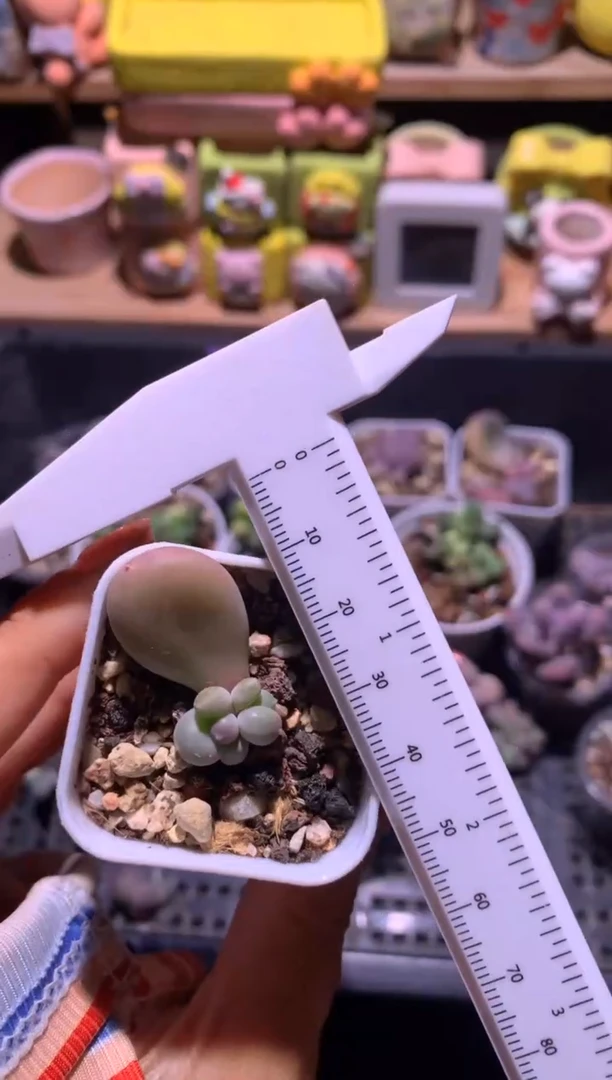 双头小屁桃叶插苗，满28包邮，不满发一个叶片到付