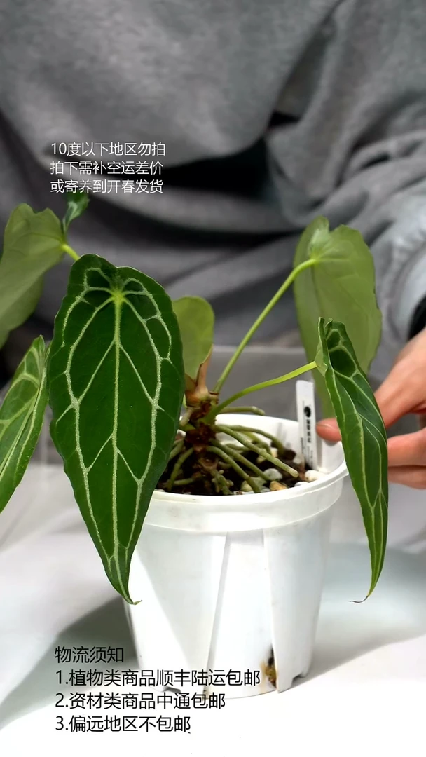 完全开放个体长叶盾