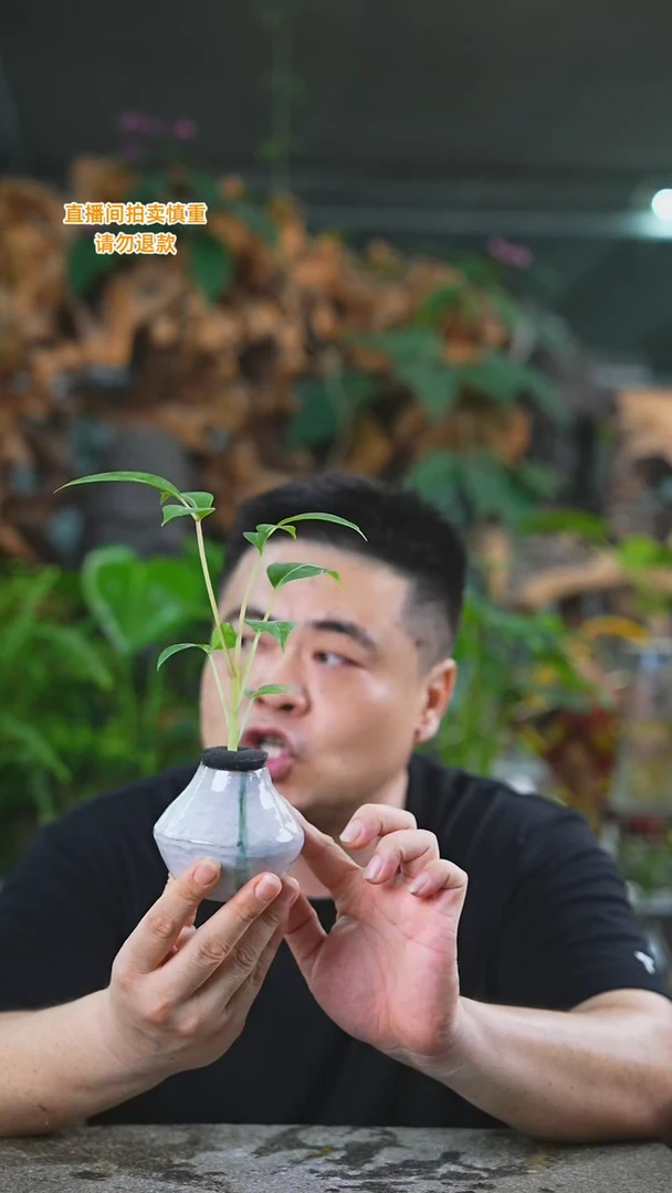 当前无花栽培后可以开花日本保罗瓷器瓶265T