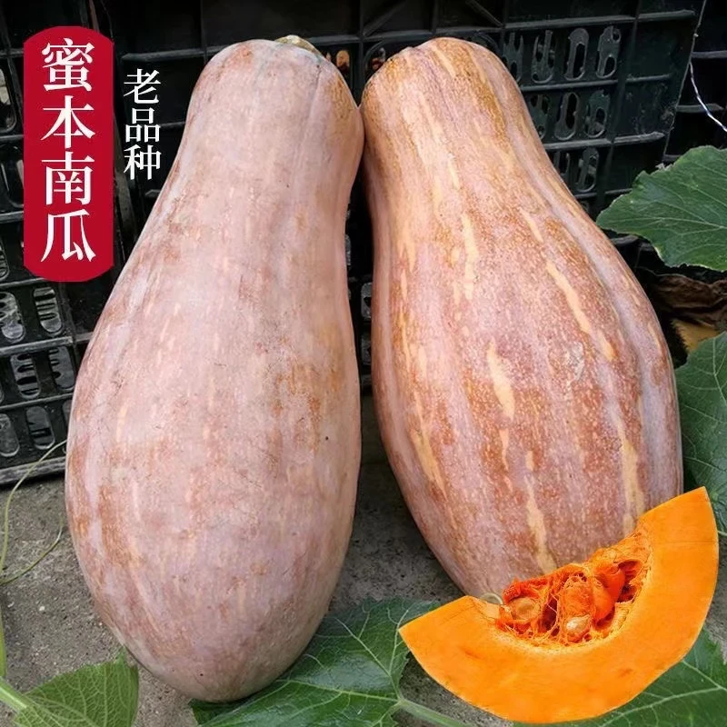 【全店满8包包邮】密本南瓜种子