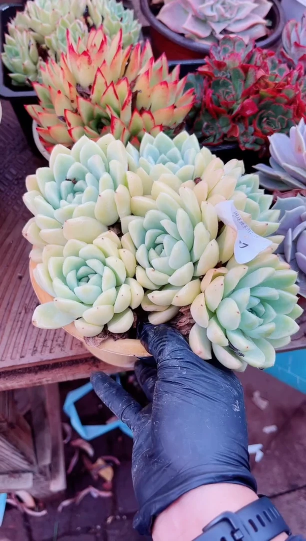 漫**端15087多肉植物一物一拍