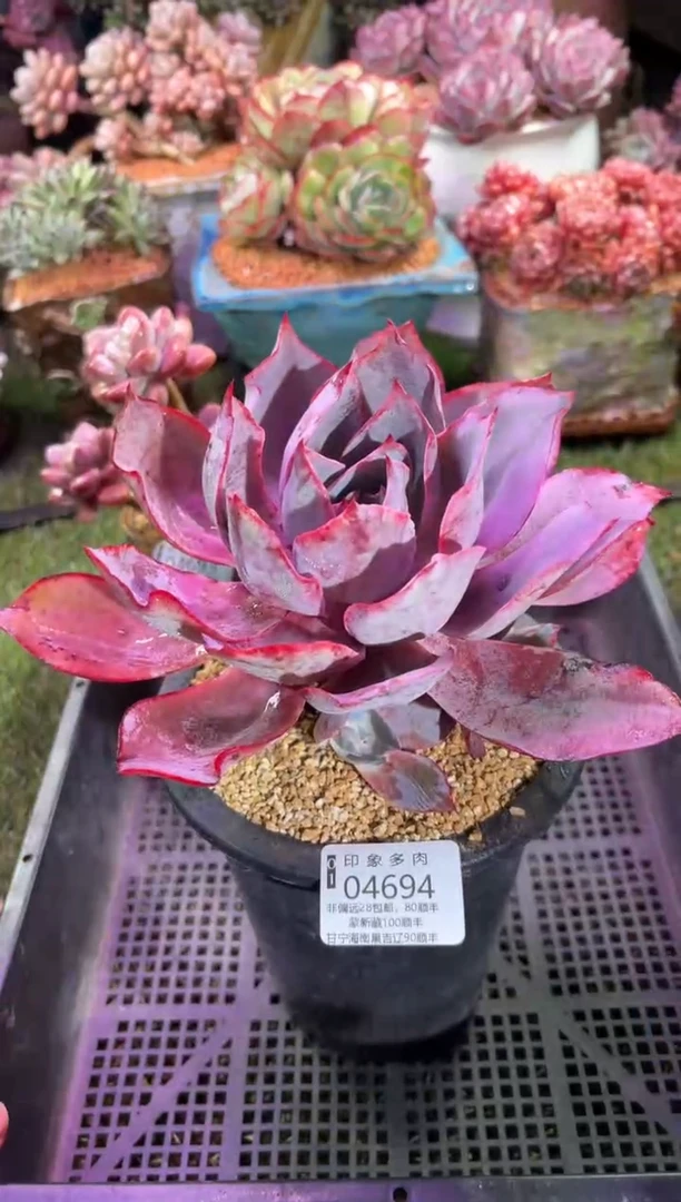 【闪购商品】04694