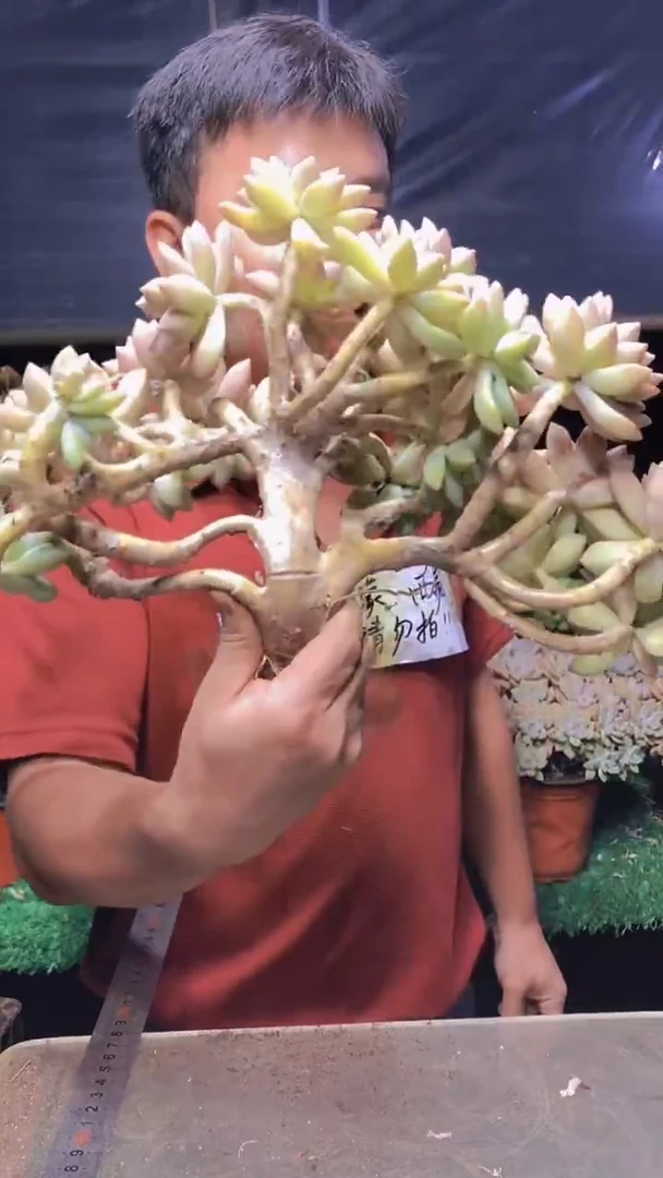 195淡雪缀化一物一拍
