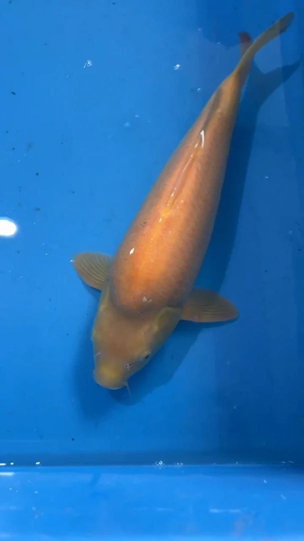 锦鲤八戒36cm-45cm不包邮到付 包损