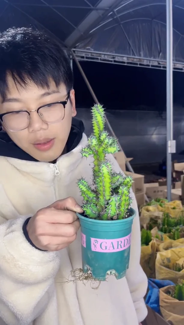 【闪购商品】龙角麒麟