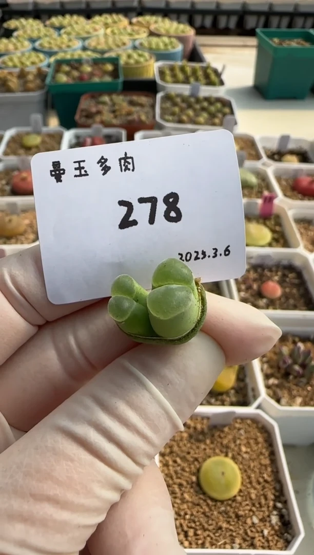 【闪购商品】3.9-278