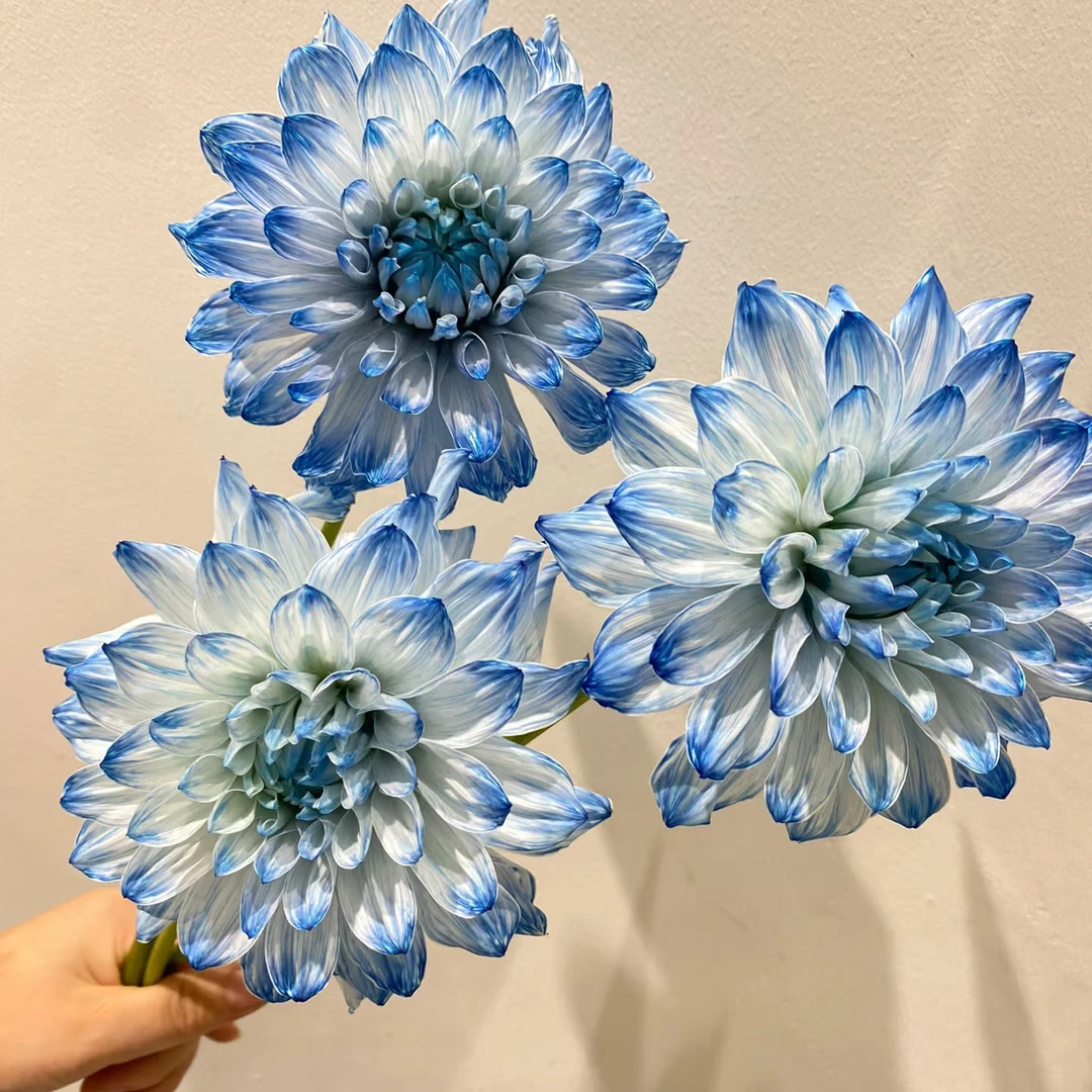 【大丽花 】塞纳河之梦 进口大丽花整株种球对版发货